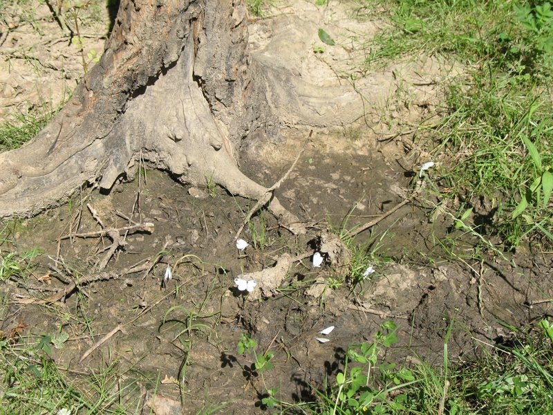 2008-07-Sortie papillons